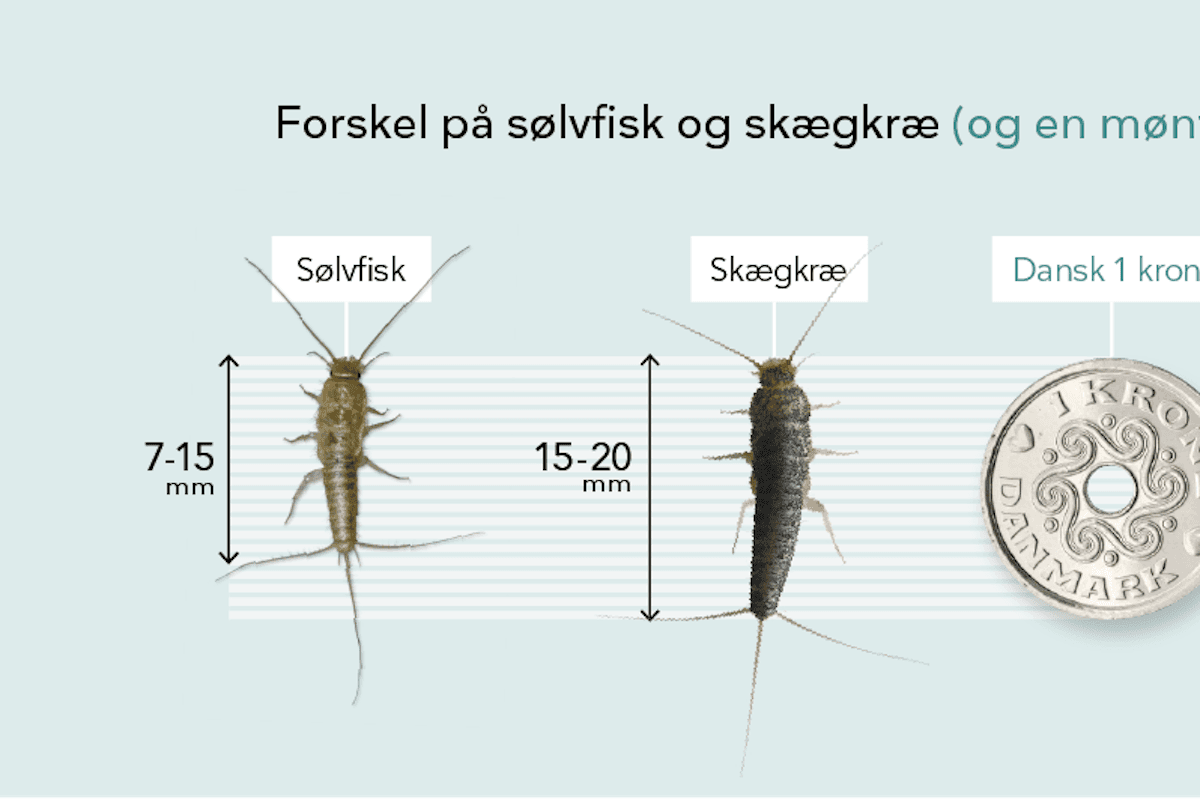 Skægkræ i boligen: Genkend og bekæmp det effektivt