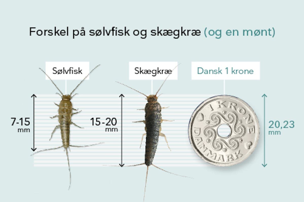 Skægkræ i boligen: Genkend og bekæmp det effektivt