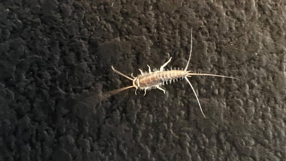 Skægkræ på køkkenbord